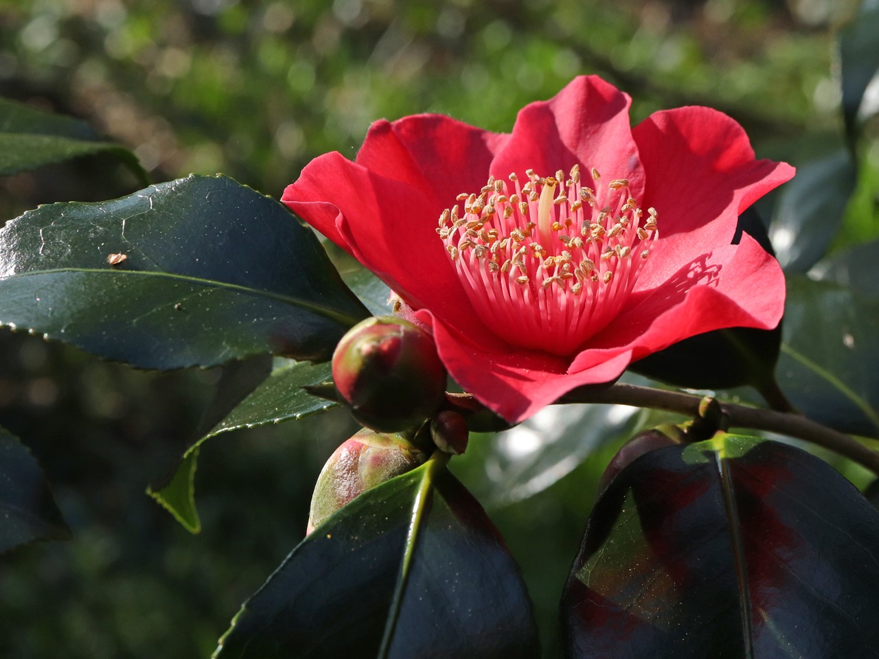 C. japonica 'Takayama'